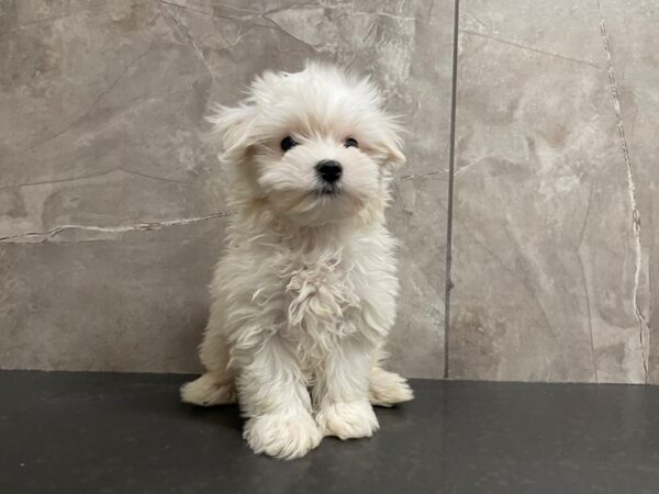 Maltese DOG Male White 29440 Petland Frisco, Texas