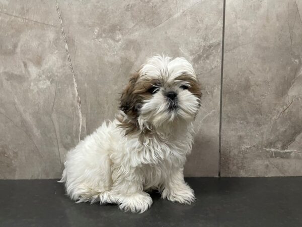 Shih Tzu-DOG-Female-Gold / White-29445-Petland Frisco & Mckinney, Texas
