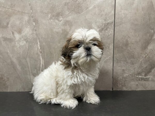 Shih Tzu DOG Female Gold / White 29445 Petland Frisco, Texas