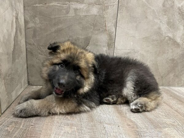 German Shepherd Dog-DOG-Male-Black / Tan-29453-Petland Frisco, Texas