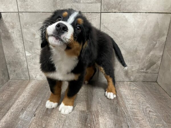 Bernese Mountain Dog DOG Male Tri 29428 Petland Frisco, Texas