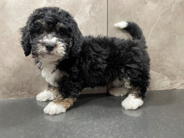 Bernedoodle Mini 2nd Gen-DOG-Female-Black / Tan-29456-Petland Frisco, Texas