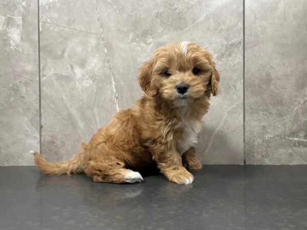 Cavachon DOG Female Red 29451 Petland Frisco, Texas