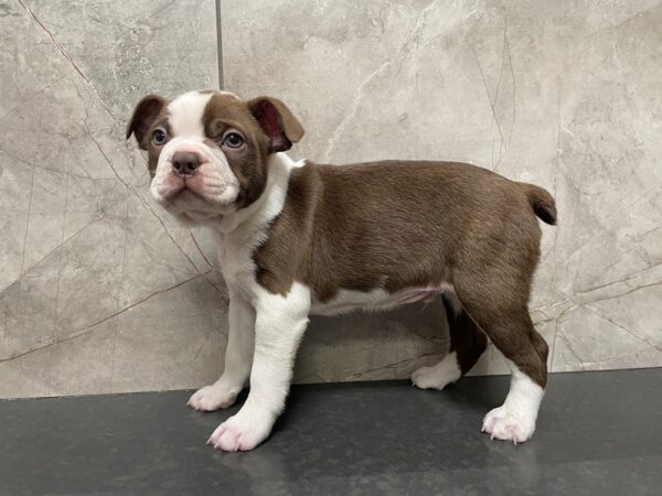 Boston Terrier DOG Male Red / White 29435 Petland Frisco, Texas