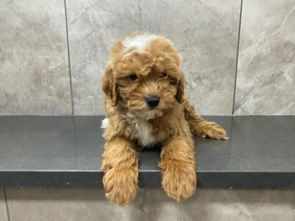 F1B Mini Goldendoodle-DOG-Female-Creme-29492-Petland Frisco, Texas