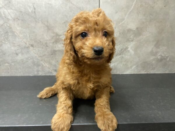 F1B Mini Goldendoodle-DOG-Male-RED-29483-Petland Frisco & Mckinney, Texas