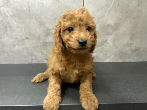 F1B Mini Goldendoodle DOG Male RED 29483 Petland Frisco, Texas