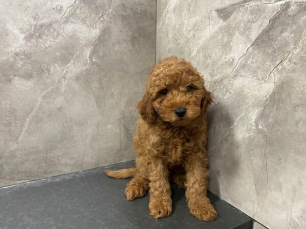 F1B Mini Goldendoodle DOG Male RED 29481 Petland Frisco, Texas