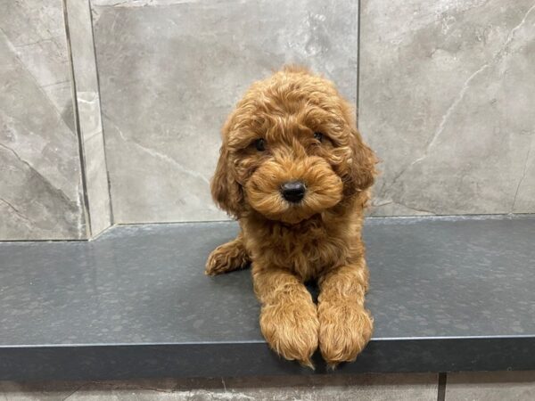 F1B Mini Goldendoodle DOG Female RED 29482 Petland Frisco, Texas