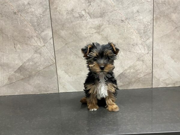 Yorkshire Terrier DOG Female BLK TAN 29424 Petland Frisco, Texas