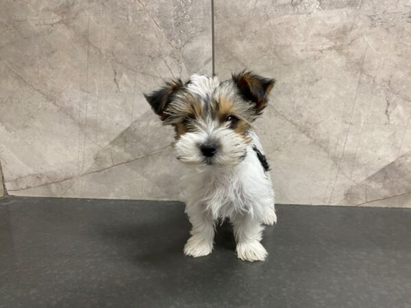 Yorkshire Terrier DOG Male BIEWER 29427 Petland Frisco, Texas