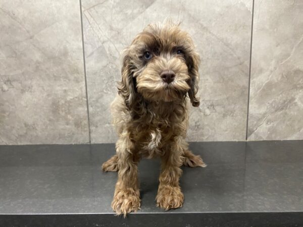F1B Cockapoo-DOG-Female-Choc Merle-29473-Petland Frisco & Mckinney, Texas