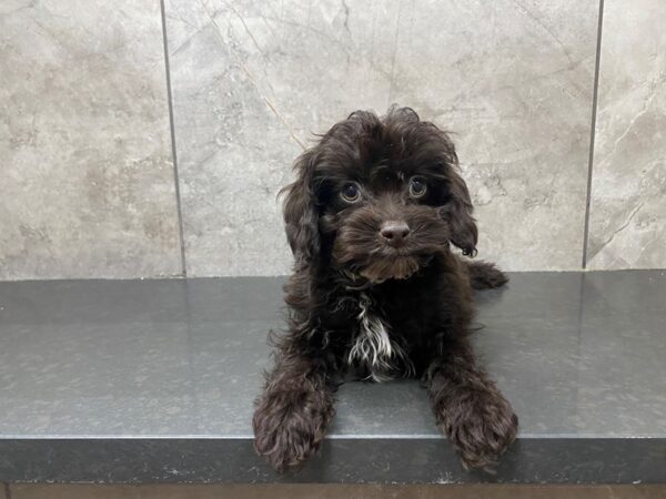 F1B Cockapoo-DOG-Male-Chocolate-29474-Petland Frisco & Mckinney, Texas
