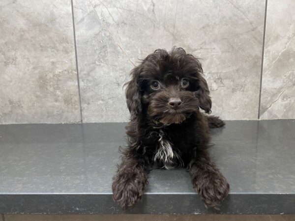 F1B Cockapoo-DOG-Male-Chocolate-29474-Petland Frisco, Texas