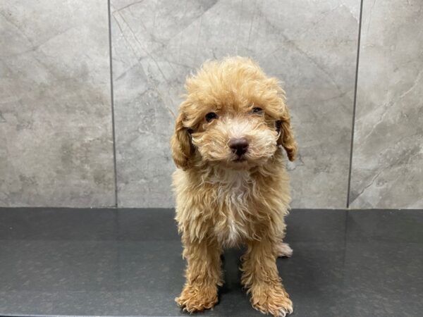 F1B Cockapoo DOG Female Buff 29472 Petland Frisco, Texas