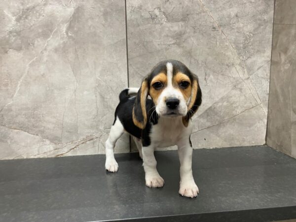 Beagle DOG Male Black White / Tan 29477 Petland Frisco, Texas