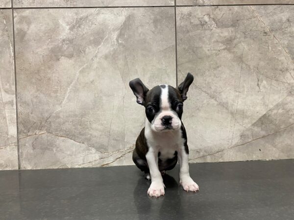 Boston Terrier DOG Male Black and White 29469 Petland Frisco, Texas