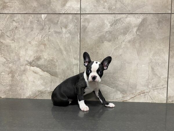 Boston Terrier-DOG-Male-Black and White-29471-Petland Frisco, Texas