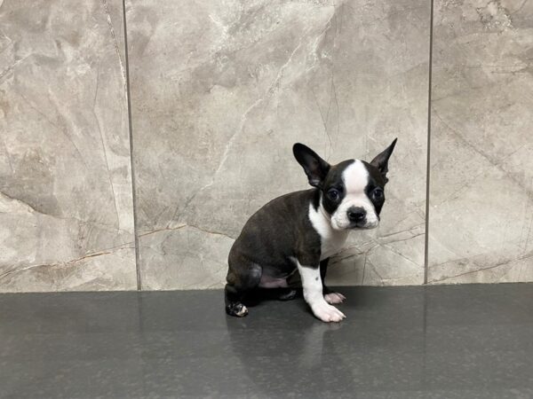 Boston Terrier-DOG-Male-Black and White-29470-Petland Frisco, Texas