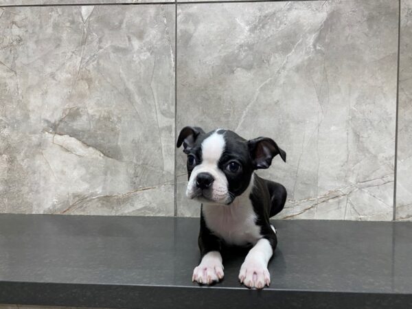 Boston Terrier-DOG-Male-Black and White-29468-Petland Frisco & Mckinney, Texas