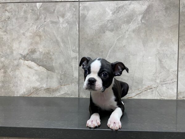 Boston Terrier DOG Male Black and White 29468 Petland Frisco, Texas