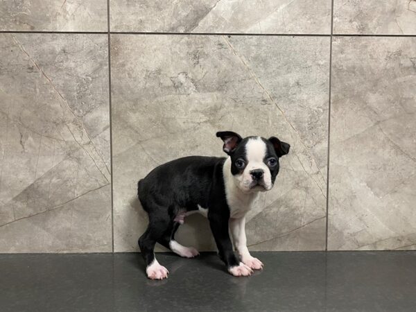 Boston Terrier-DOG-Male-Black / White-29478-Petland Frisco & Mckinney, Texas