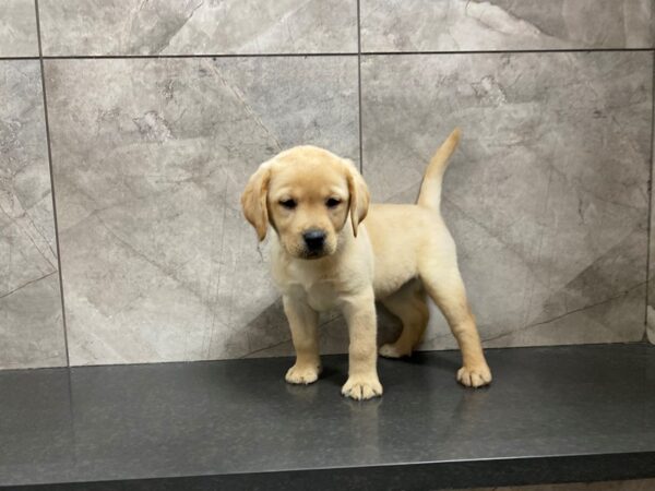 Labrador Retriever DOG Female Yellow 29479 Petland Frisco, Texas