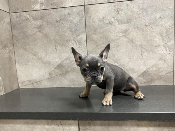 French Bulldog DOG Female Blue & Tan 29475 Petland Frisco, Texas