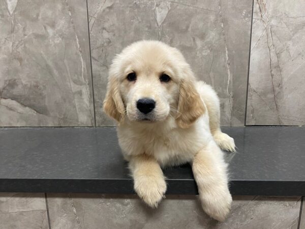 Golden Retriever DOG Female Golden 29484 Petland Frisco, Texas