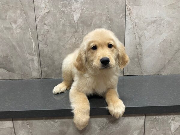 Golden Retriever DOG Male Golden 29485 Petland Frisco, Texas