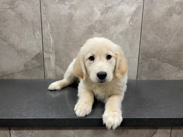 Golden Retriever DOG Female Golden 29487 Petland Frisco, Texas