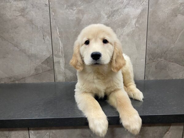 Golden Retriever DOG Female Golden 29486 Petland Frisco, Texas