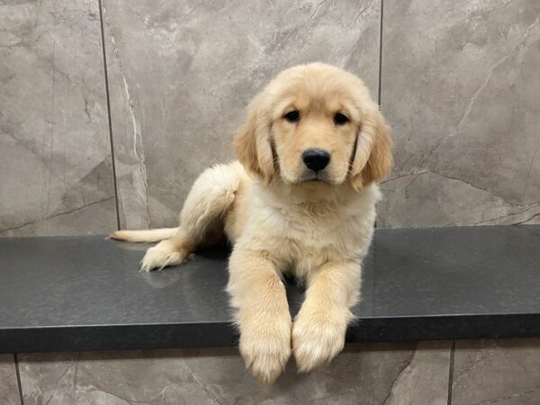 Golden Retriever DOG Female Golden 29488 Petland Frisco, Texas