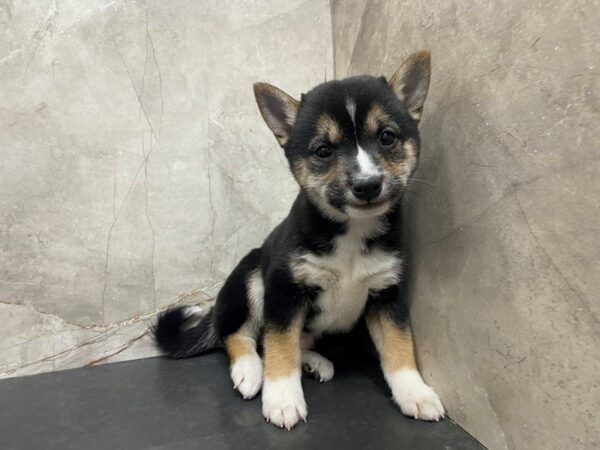 Shiba Inu DOG Female BLK TAN 29493 Petland Frisco, Texas