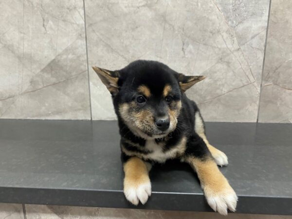 Shiba Inu DOG Male BLK TAN 29494 Petland Frisco, Texas