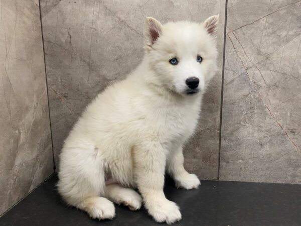 Siberian Husky DOG Female WHITE 29476 Petland Frisco, Texas