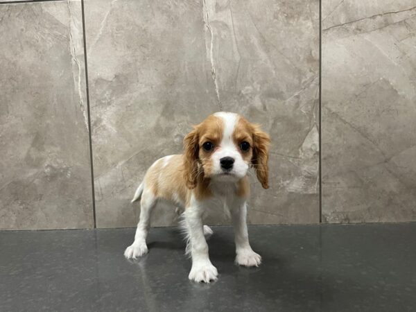 Cavalier King Charles Spaniel DOG Female BLNHM 29495 Petland Frisco, Texas