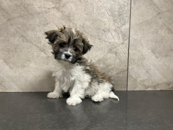 Havanese DOG Female Sable Tricolor 29464 Petland Frisco, Texas