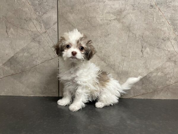 Havanese DOG Female Sable and White 29467 Petland Frisco, Texas