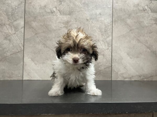 Havanese DOG Female Sable Tricolor 29466 Petland Frisco, Texas