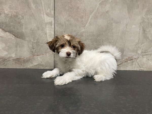 Havanese DOG Male Fawn and White 29462 Petland Frisco, Texas