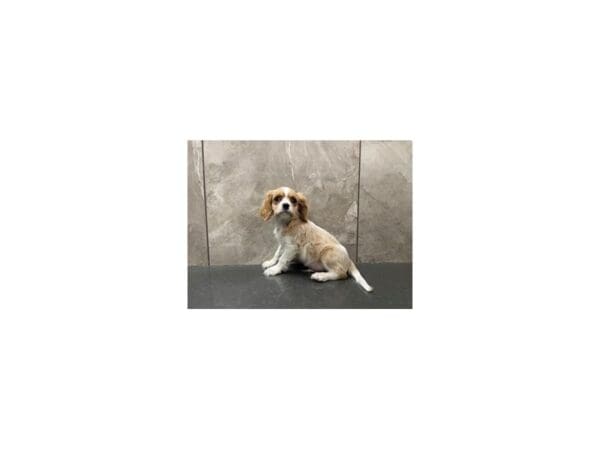 Cavalier King Charles Spaniel DOG Male RUBY 29496 Petland Frisco, Texas