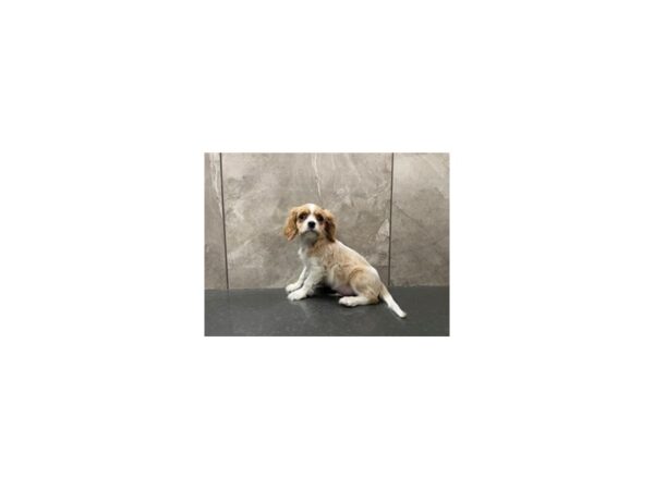 Cavalier King Charles Spaniel-DOG-Male-RUBY-29496-Petland Frisco & Mckinney, Texas