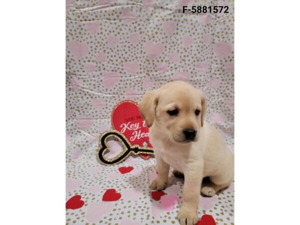 Labrador Retriever-DOG-Female-Yellow-29508-Petland Frisco & Mckinney, Texas