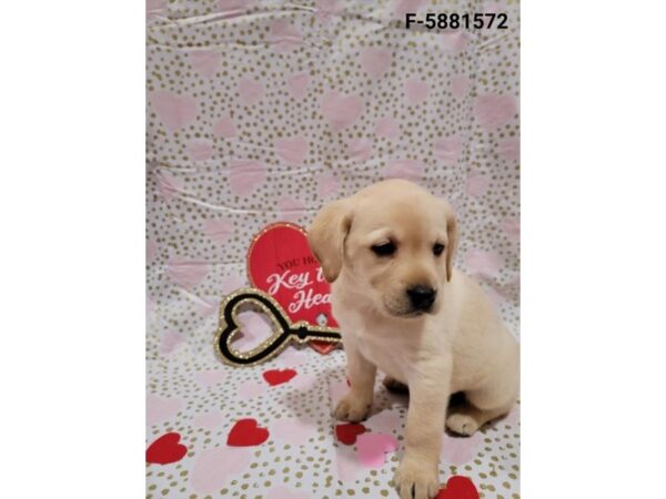 Labrador Retriever DOG Female Yellow 29508 Petland Frisco, Texas