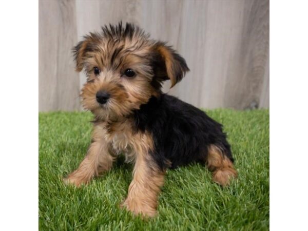 Yorkshire Terrier DOG Female Black / Tan 29538 Petland Frisco, Texas