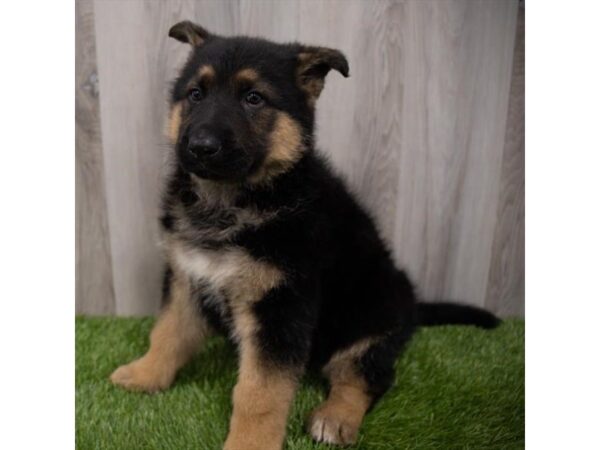 German Shepherd Dog DOG Male Black / Tan 29542 Petland Frisco, Texas