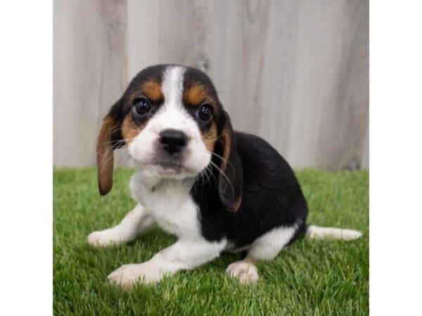 Beagle-DOG-Female-Black White / Tan-29527-Petland Frisco, Texas