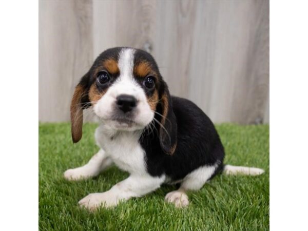 Beagle DOG Female Black White / Tan 29527 Petland Frisco, Texas