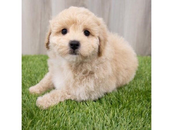 Maltipoo-DOG-Male-Cream-29545-Petland Frisco & Mckinney, Texas